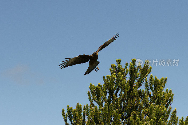 Chimango Caracara (Milvago ximango)